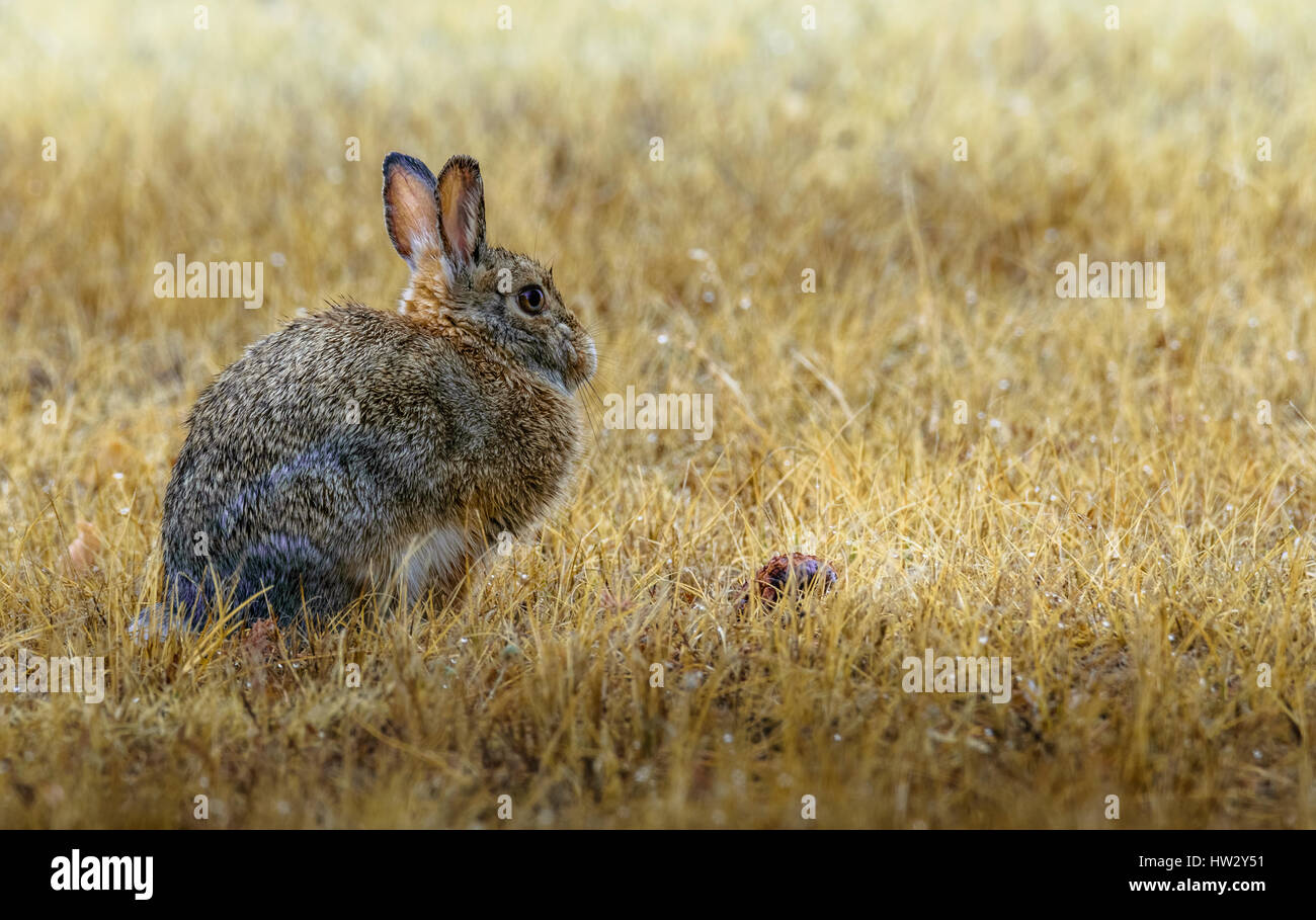 Un coniglietto coniglio seduto accanto a un castagno con gocce di pioggia sulla pelliccia. closeup. wildlife. Campo, Prato dopo la pioggia. Foto Stock