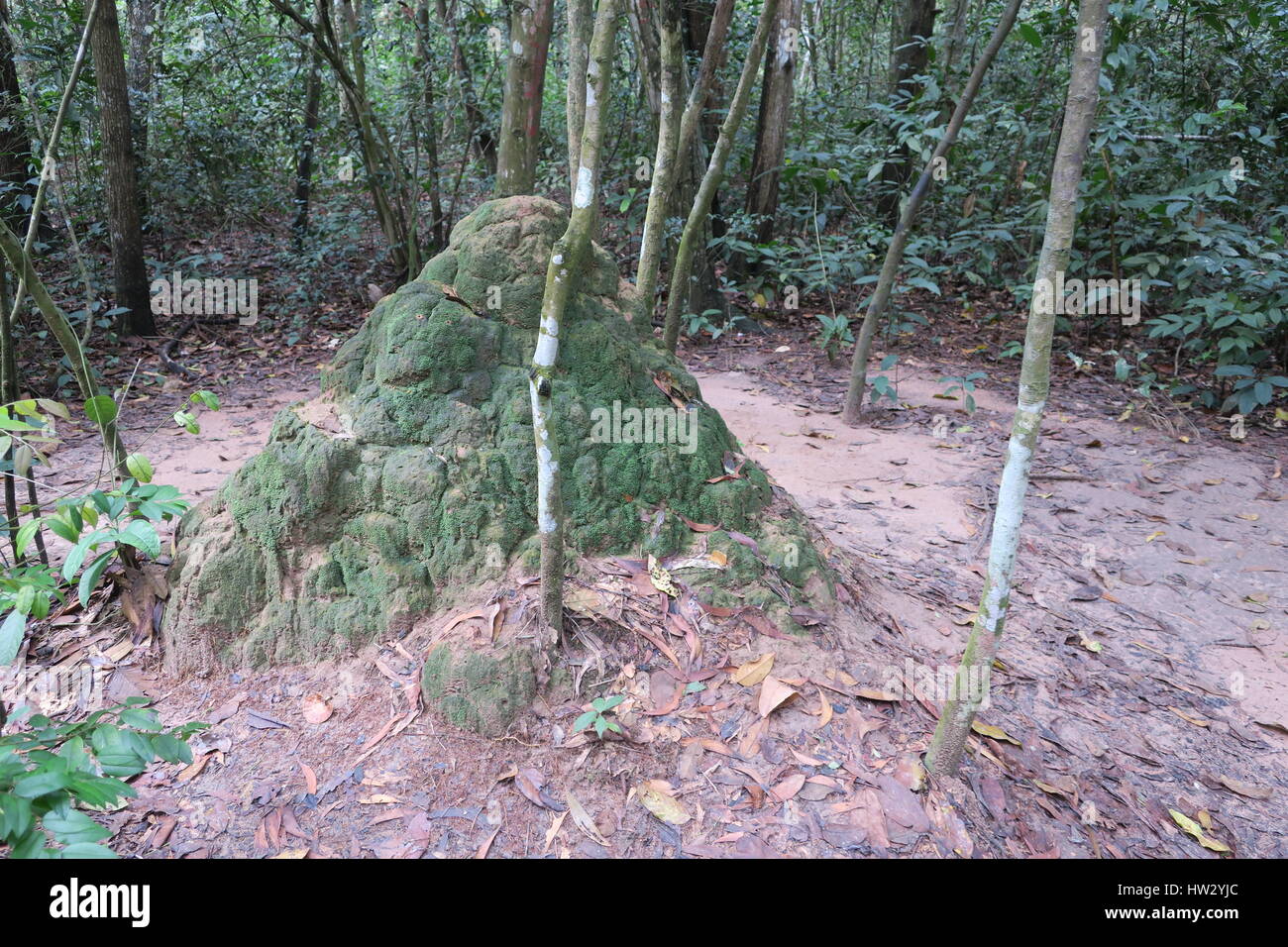 I tunnel di củ chi sono immensa rete di collegamento di gallerie sotterranee situate in củ chi distretto di Ho chi minh a Saigon, Vietnam Foto Stock