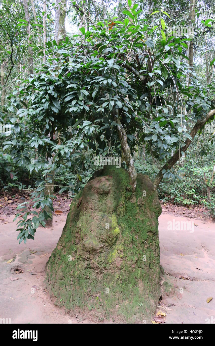 I tunnel di củ chi sono immensa rete di collegamento di gallerie sotterranee situate in củ chi distretto di Ho chi minh a Saigon, Vietnam Foto Stock