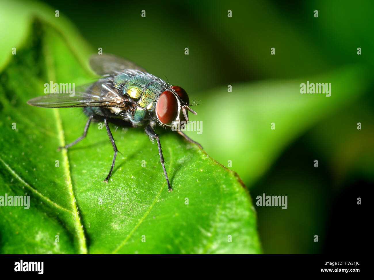 Una vola sulla foglia di fotografia di natura in flash esterno bassa illuminazione luce e ombra scura. Foto Stock