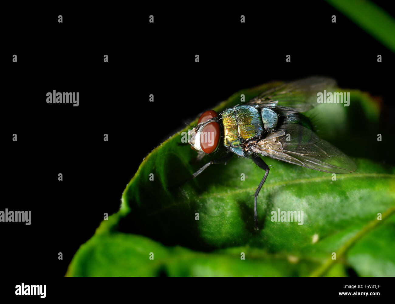 Una vola sulla foglia di fotografia di natura in flash esterno bassa illuminazione luce e ombra scura. Foto Stock