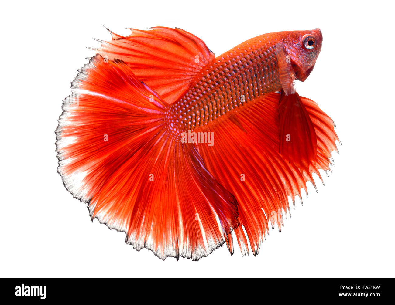 Betta pesce in libertà di azione e mostrare le alette di bellissime foto di coda in flash illuminazione. Foto Stock