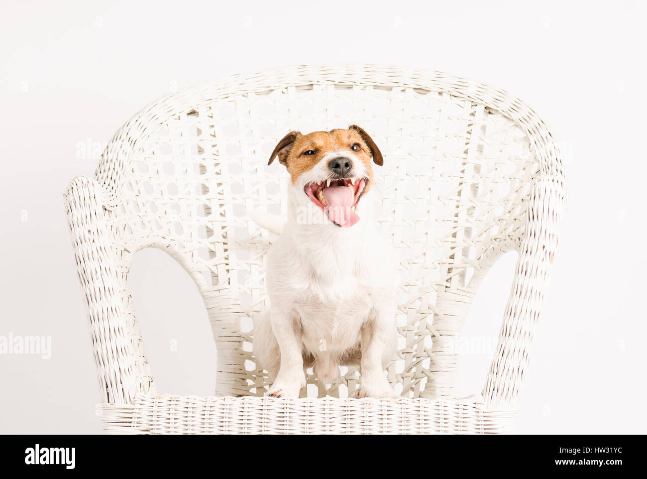 Felice sbadiglia bello cane di razza che pongono in studio Foto Stock
