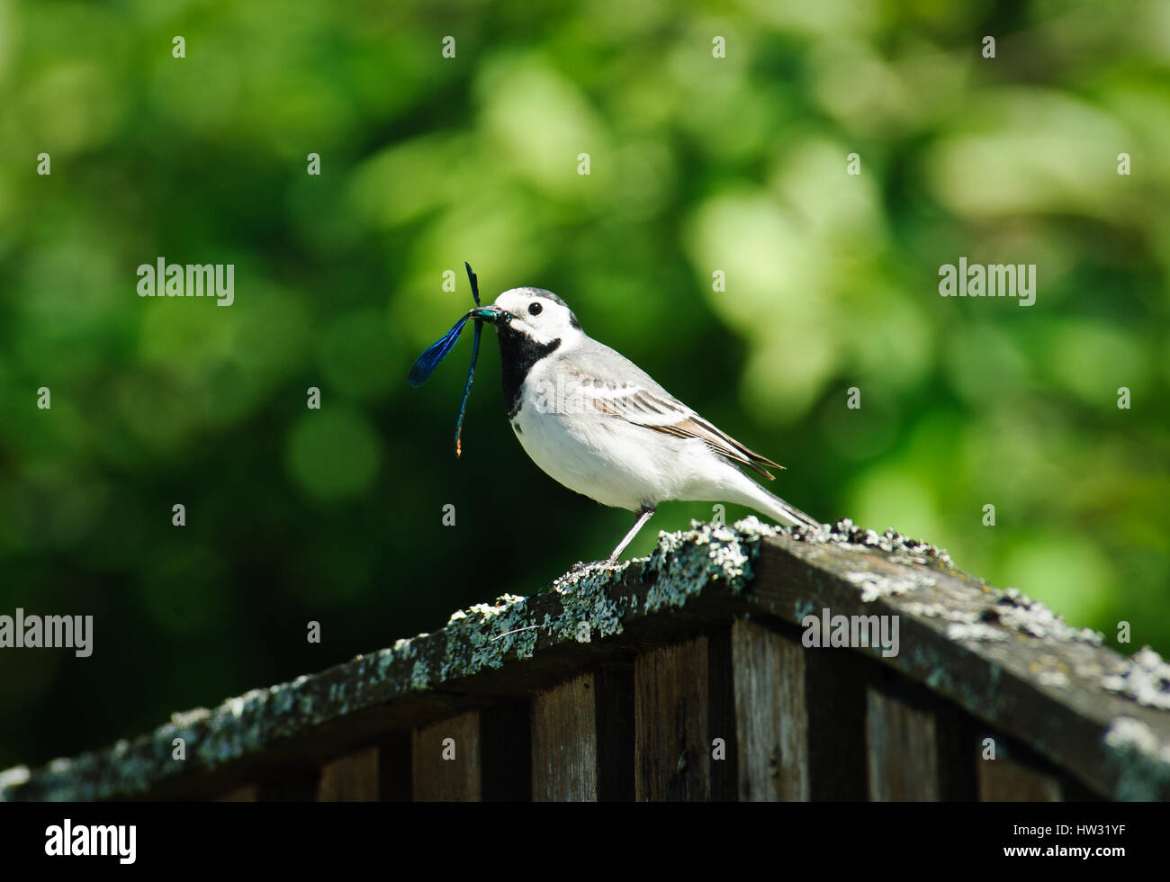 White wagtail bird eating dragonfly sulla recinzione di legno Foto Stock