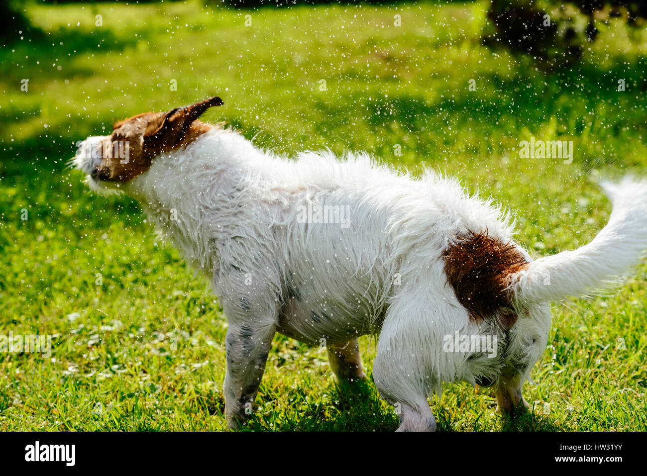 Cane bagnato scuotendo via acqua permanente sulla erba verde Foto Stock