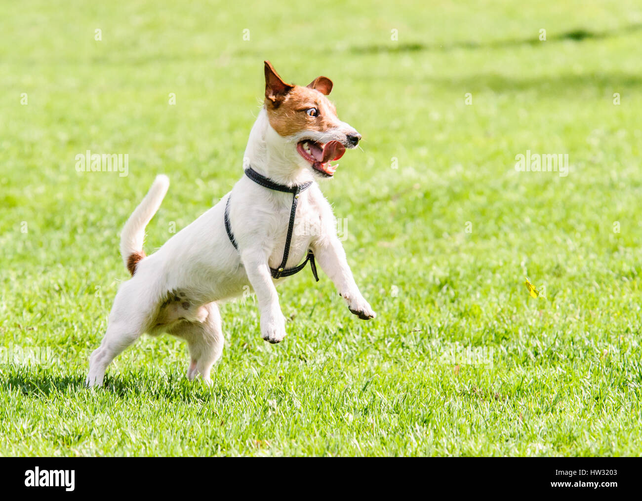 Cane con divertenti look pazzo a giocare a prato Foto Stock