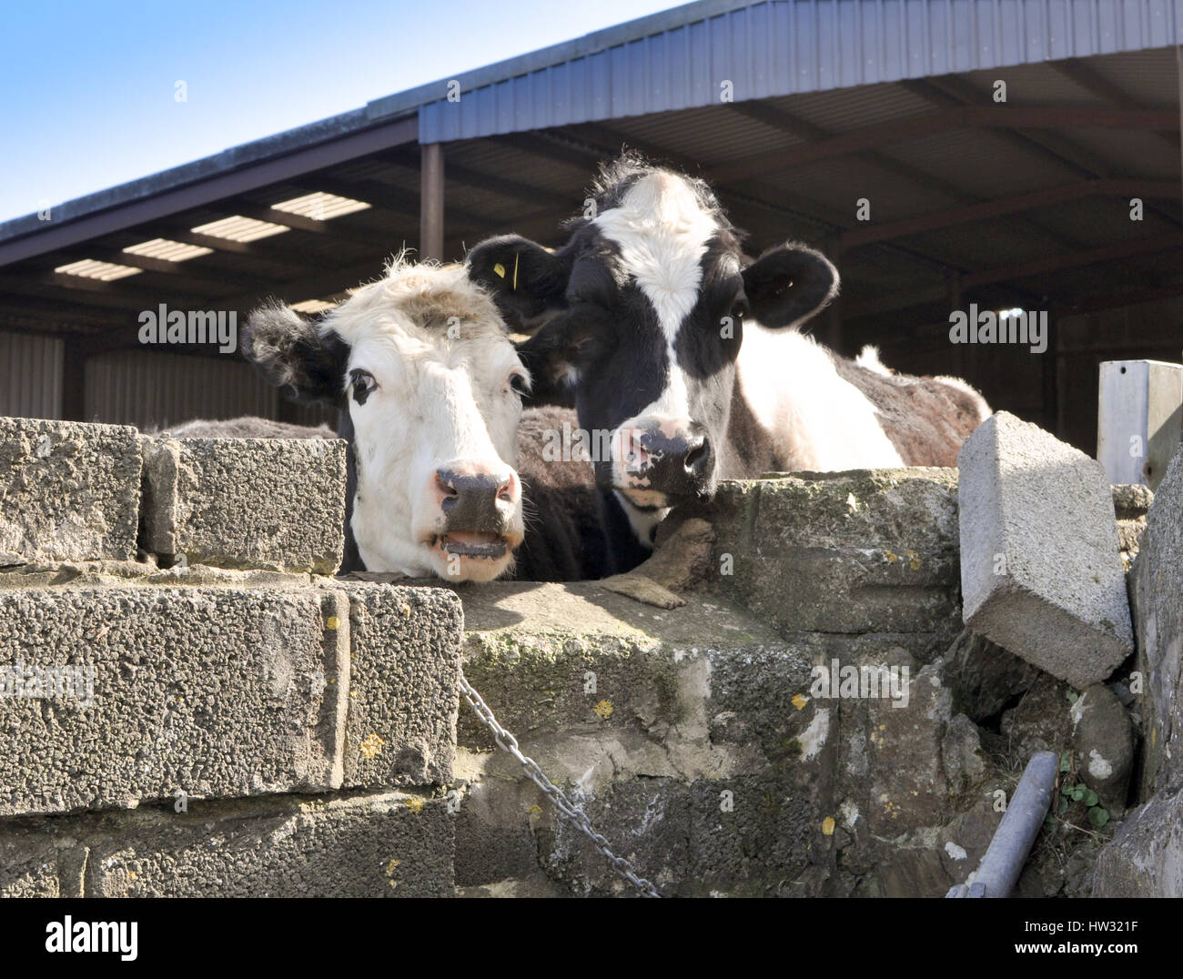 Due mucche, Pembrokeshire, Galles. Foto Stock