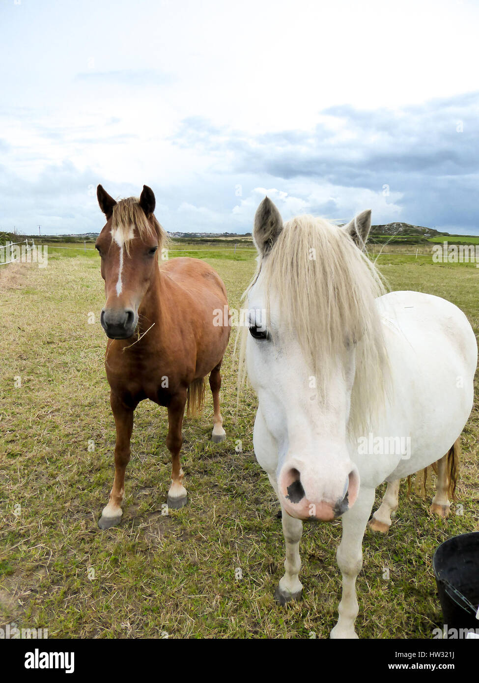 Due cavalli, Pembrokeshire, Galles Foto Stock