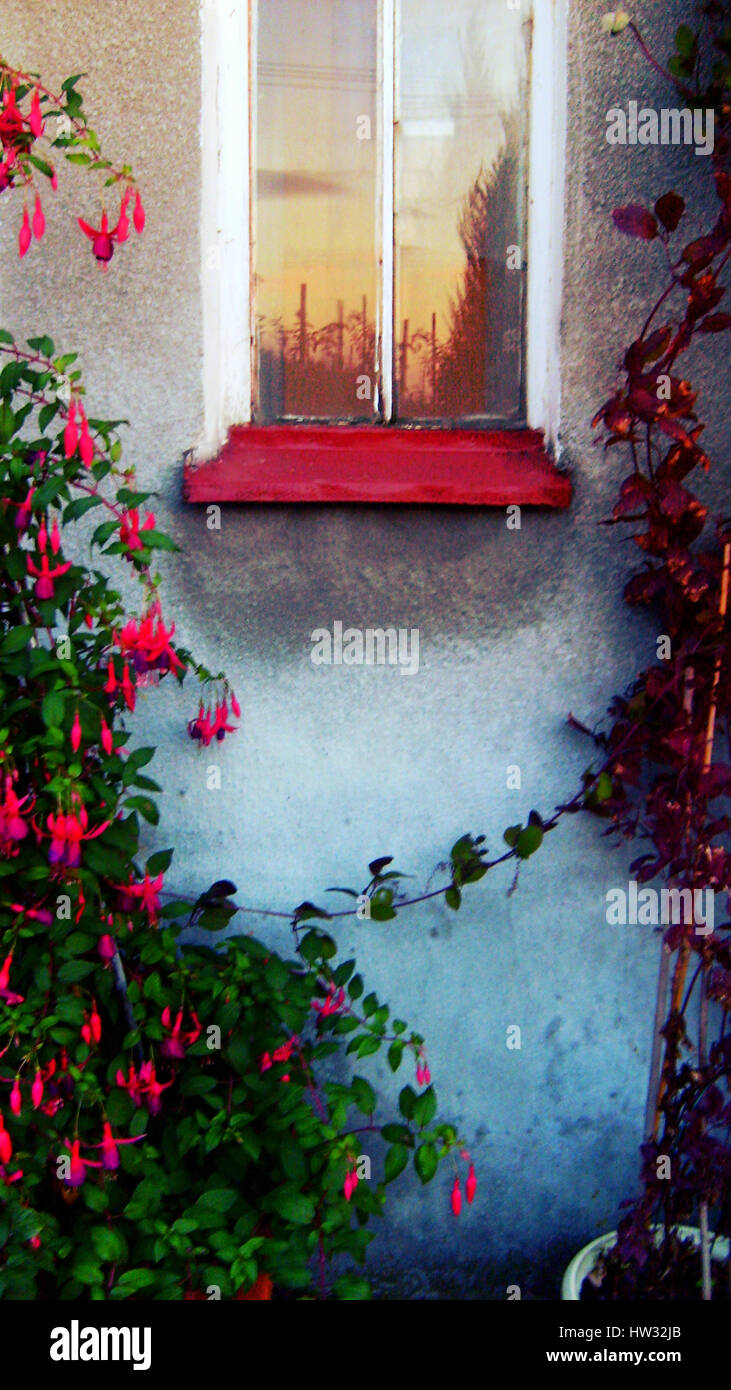 Bel tramonto nella finestra e climbing fiori nel giardino. Foto Stock