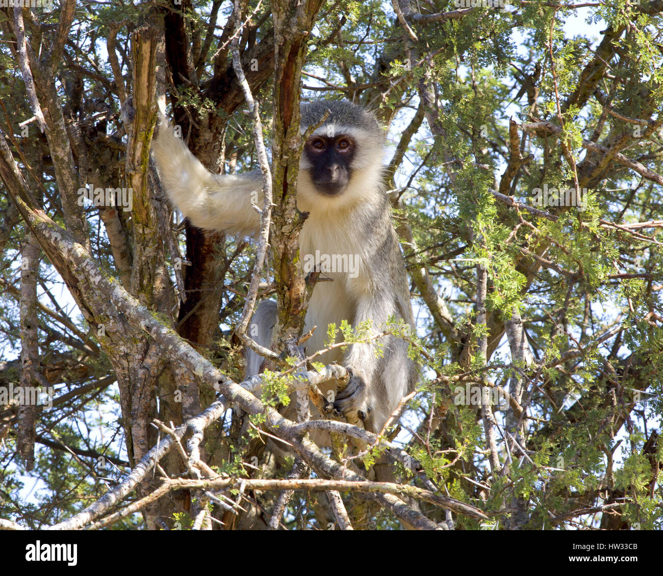 Vervet Monkey nella struttura ad albero Foto Stock