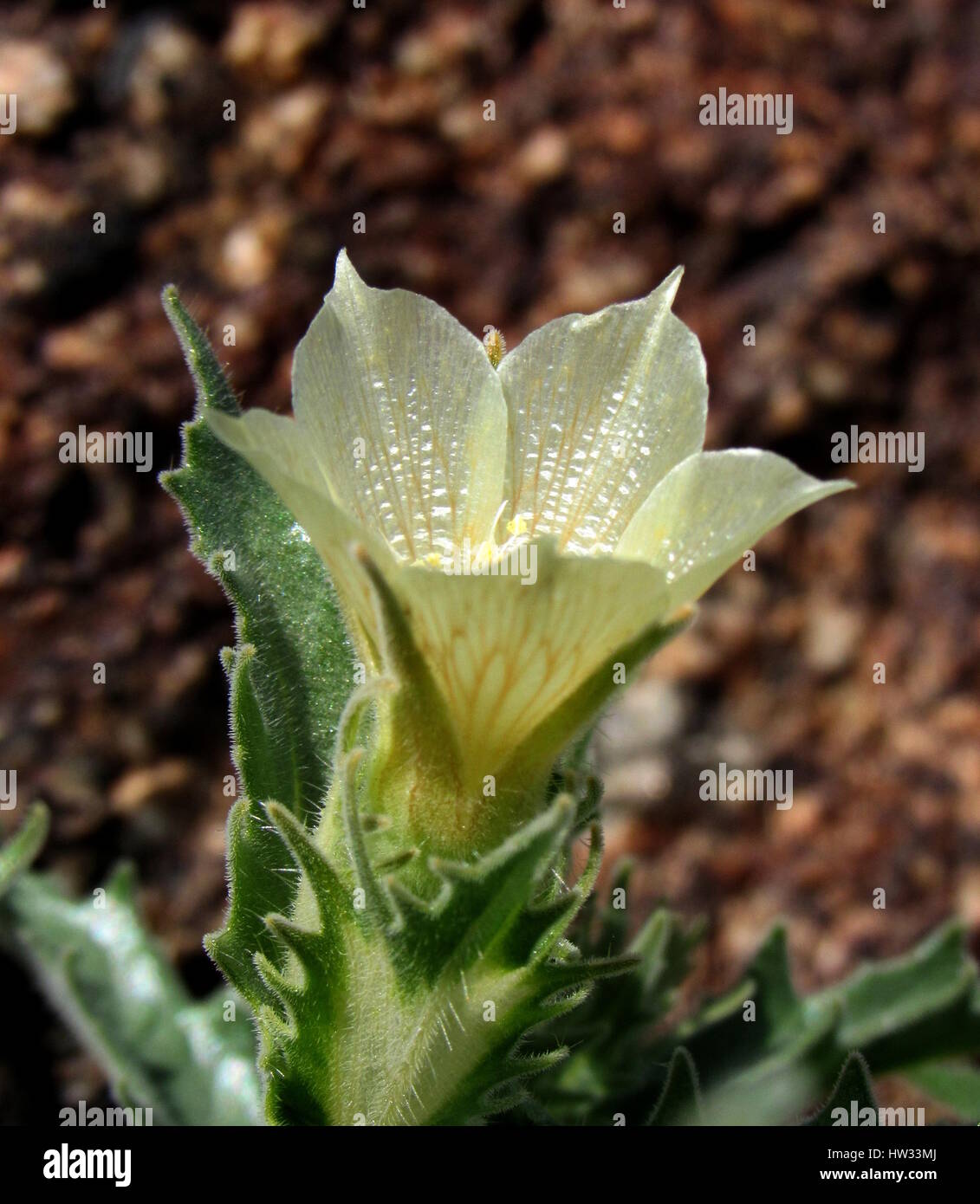 Sabbia blazing star, Mentzelia involucrata su un pendio roccioso in molle Anza-Borrego Desert State Park Foto Stock