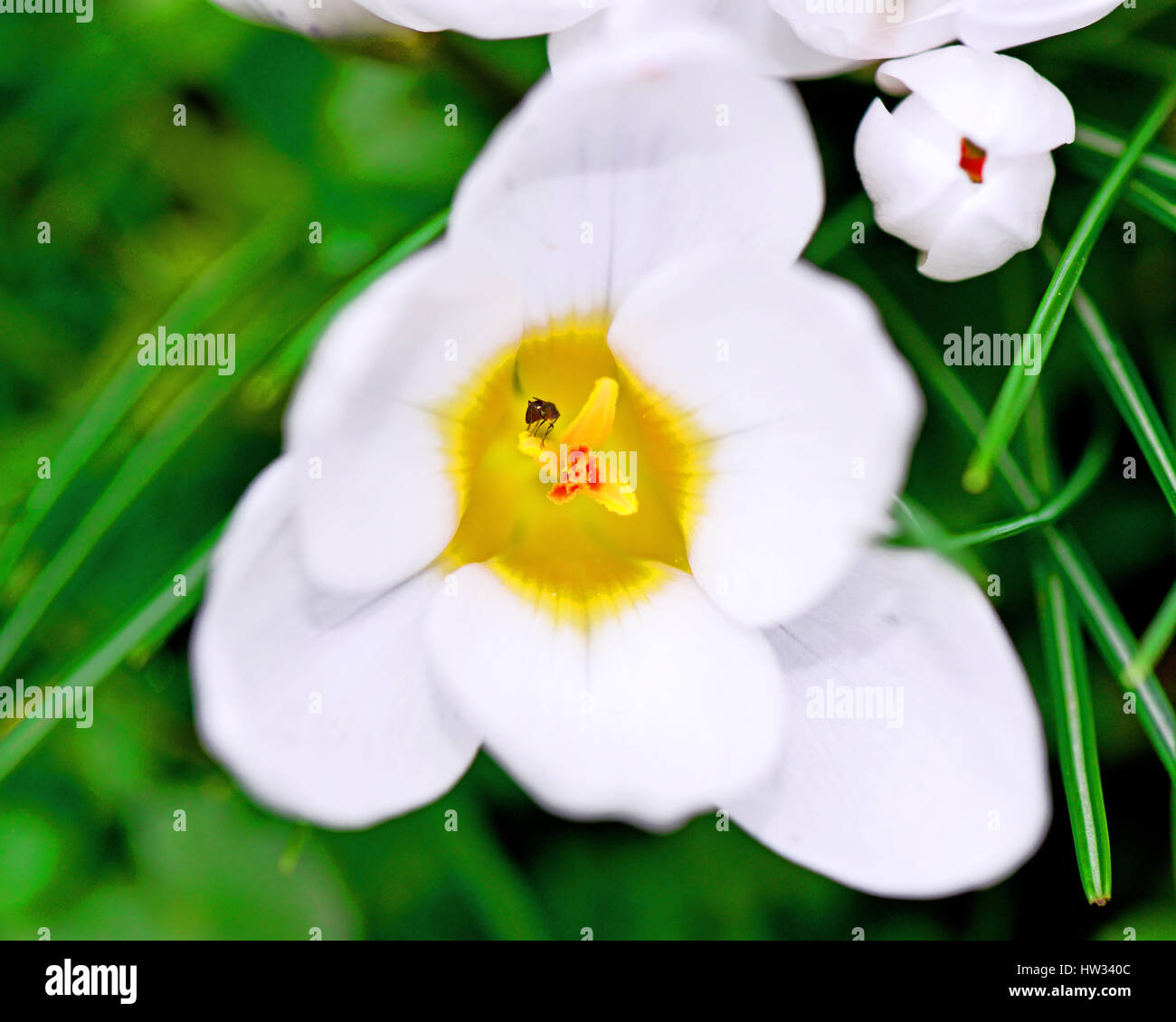 Sei petaled fiore bianco giallo stame e rovistando beetle in Northumberland Foto Stock