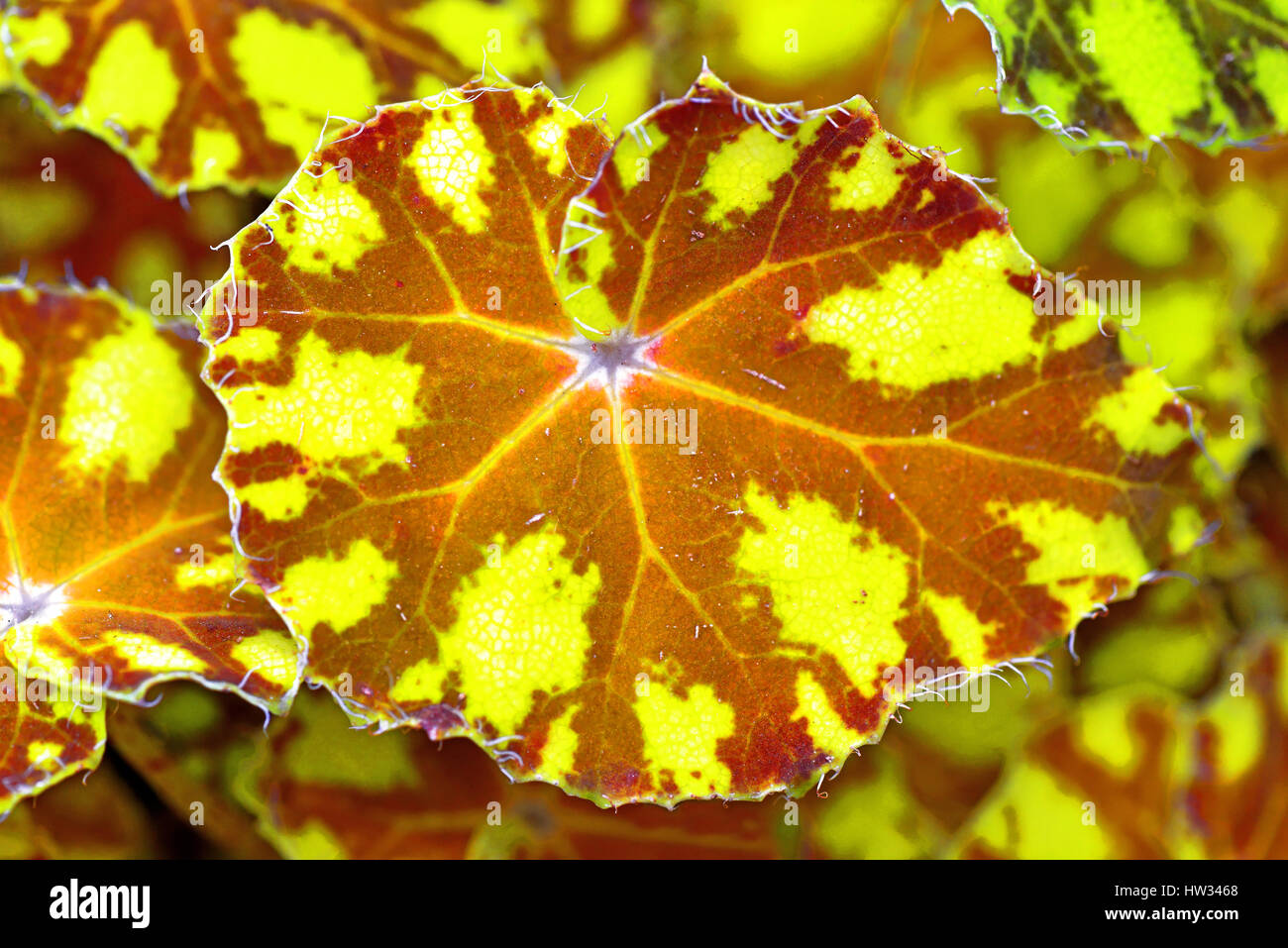 Grande marrone e giallo variegato foglie in Northumberland Foto Stock