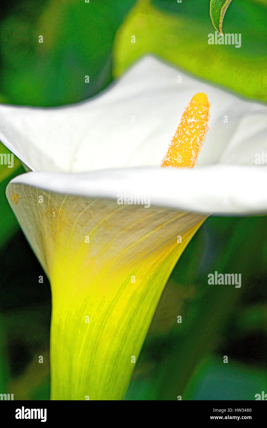 Bel giglio giallo nel Northumberland Foto Stock