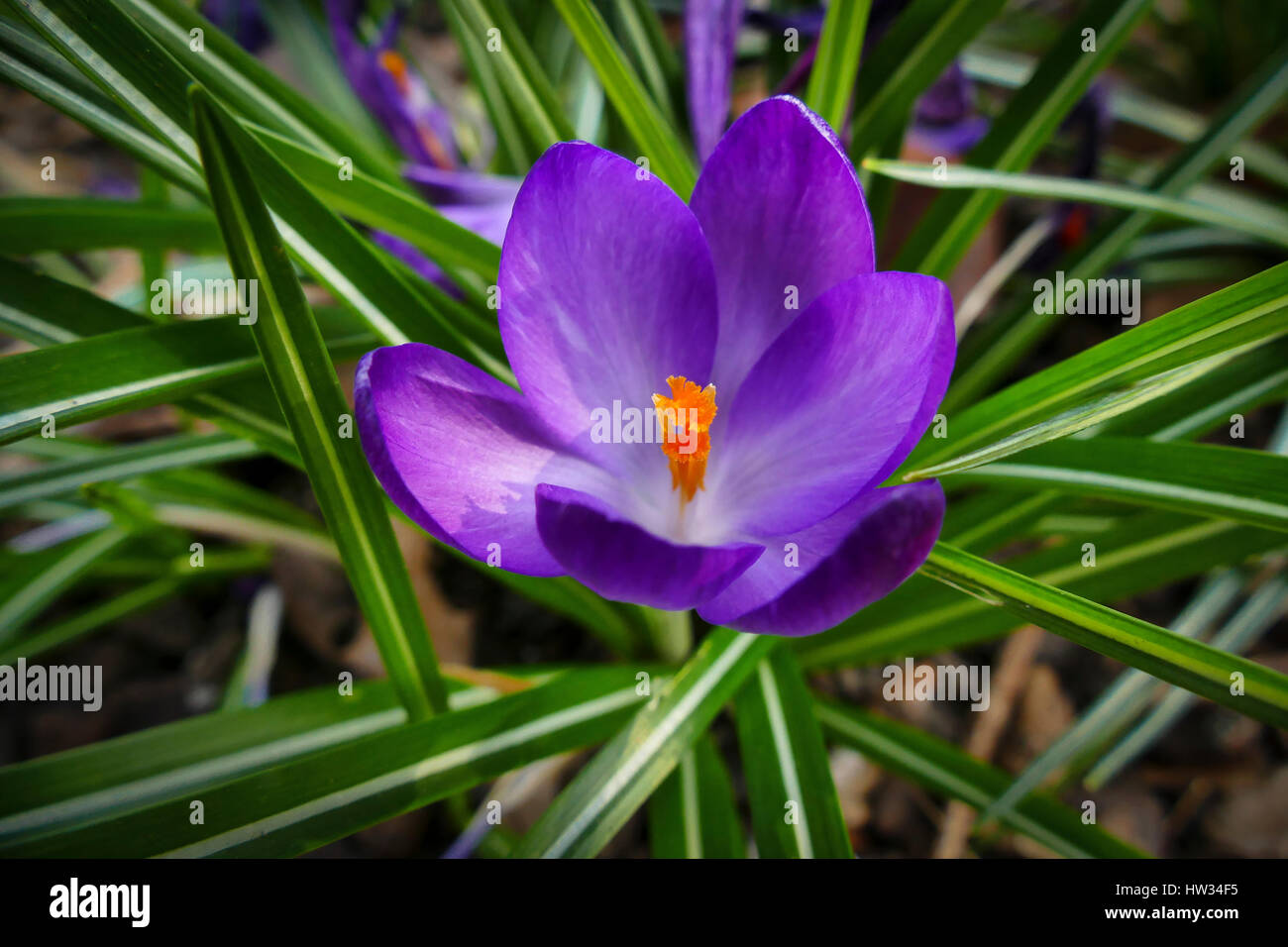 Malva di crochi in crescita in un giardino di Londra Foto Stock
