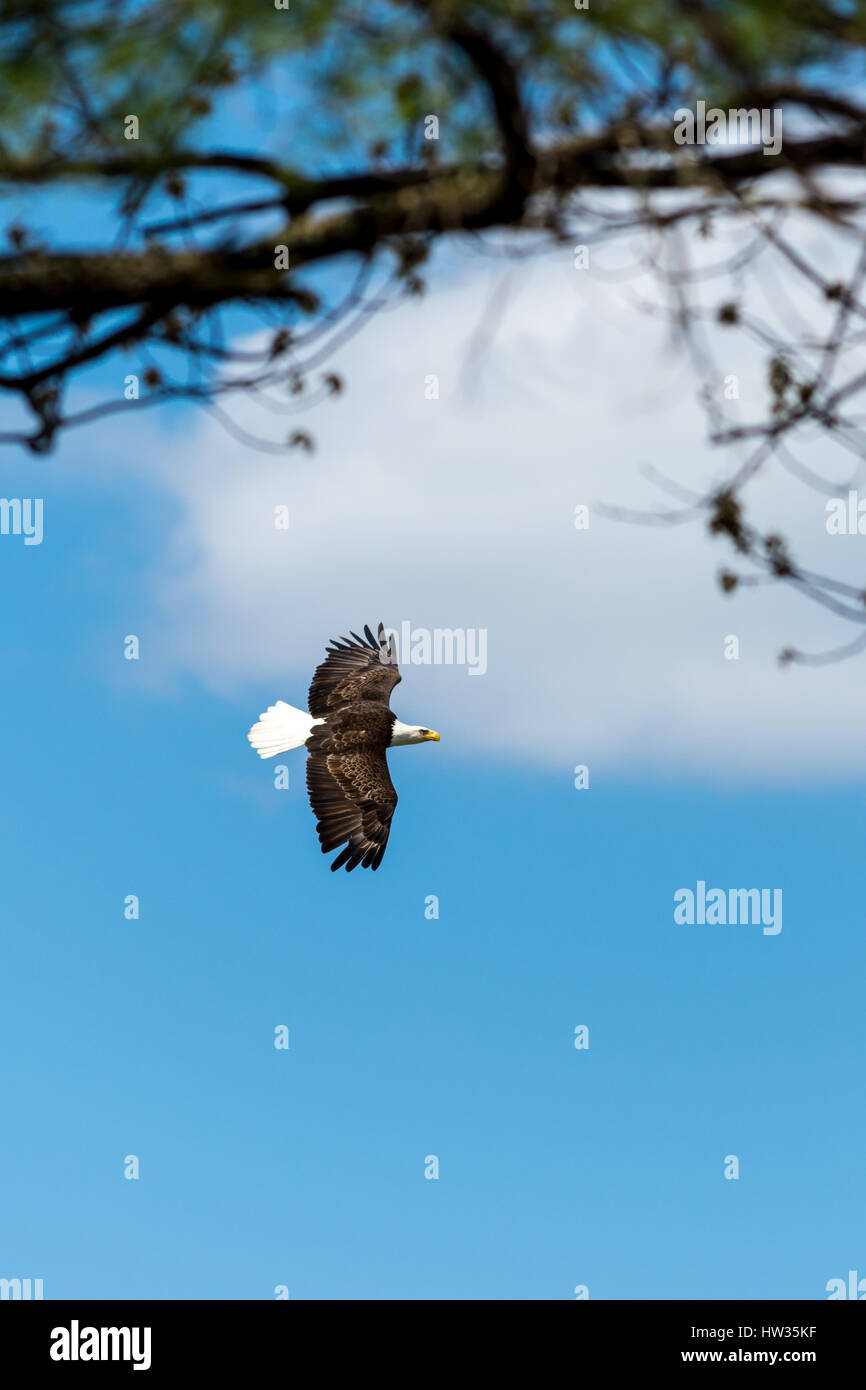 Un aquila calva (Haliaeetus leucocephalus) svetta contro un cielo nuvoloso, incorniciato da rami di alberi. Foto Stock