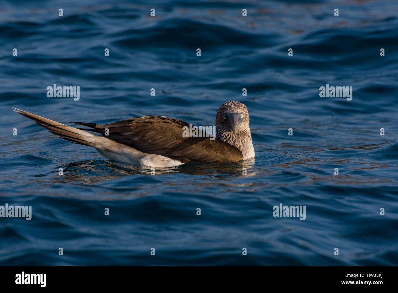 Adulto Blue Footed Booby (Sula nebouxii) nuoto in mare nelle isole Galapagos, Ecuador. Foto Stock