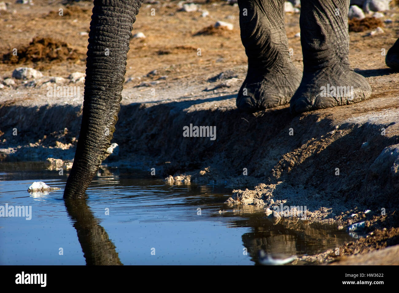 Elephant bevendo al Okaukuejo Waterhole, il Parco Nazionale di Etosha, Namibia Foto Stock