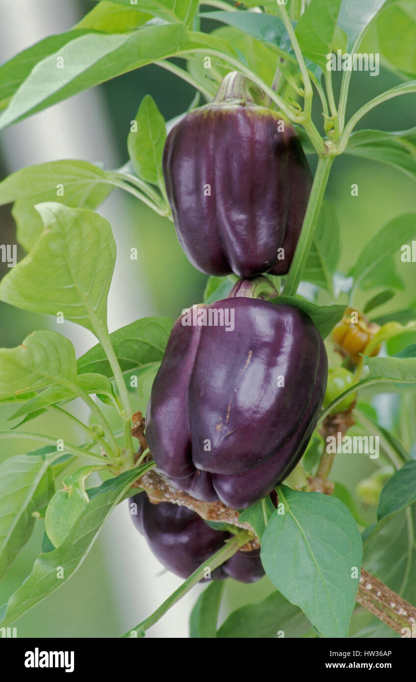 MELANZANA (NOTA ANCHE COME MELANZANA) CHE CRESCE SU CESPUGLIO. Foto Stock