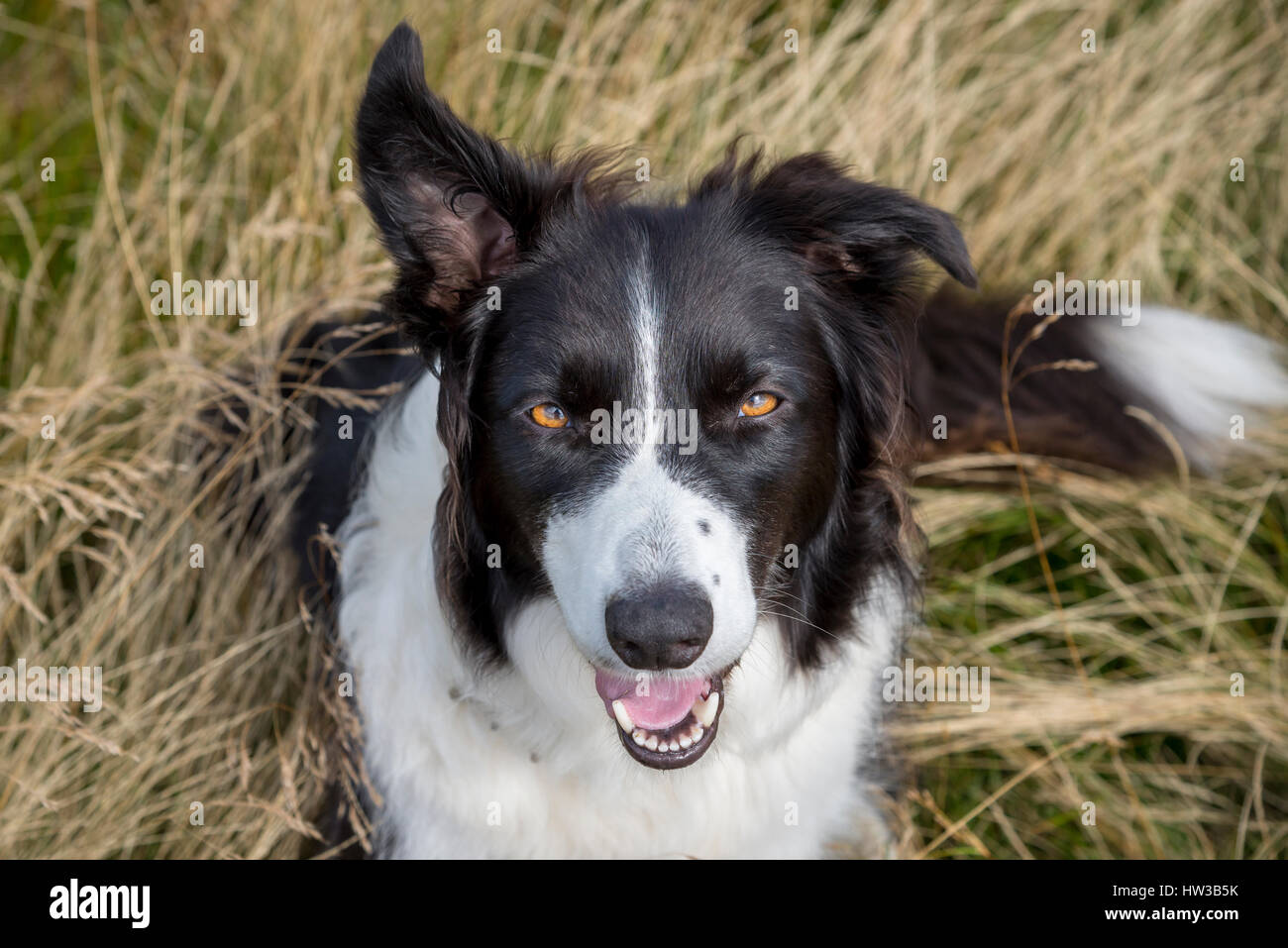 Carino bordo Collie guardando in su la macchina fotografica circondata da erbe all'aperto Foto Stock