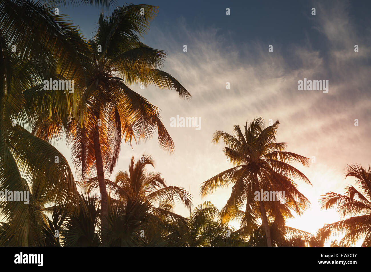 Palme di cocco e luminose del cielo della sera, vacanza tropicale sfondo. Foto stilizzata con colorati la correzione delle tonalità effetto di filtro Foto Stock