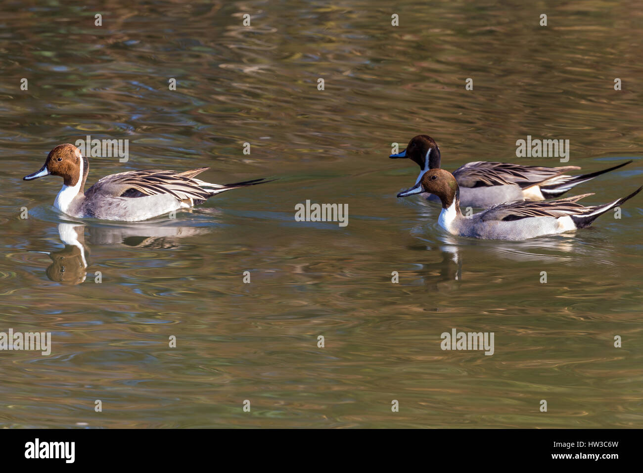 La pinta o la pinta settentrionale (Anas acuta). Anatra con ampia distribuzione geografica che si forma nelle aree settentrionali dell'Europa, dell'Asia e dell'Amer settentrionale Foto Stock