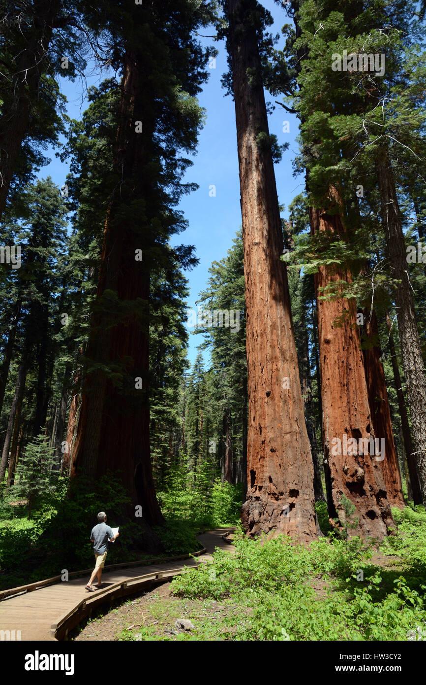 Un uomo cammina verso il basso una passerella in legno tra di avvolgimento molto alti alberi di sequoia. Egli è la sola e sta guardando una mappa mentre si cammina. Foto Stock