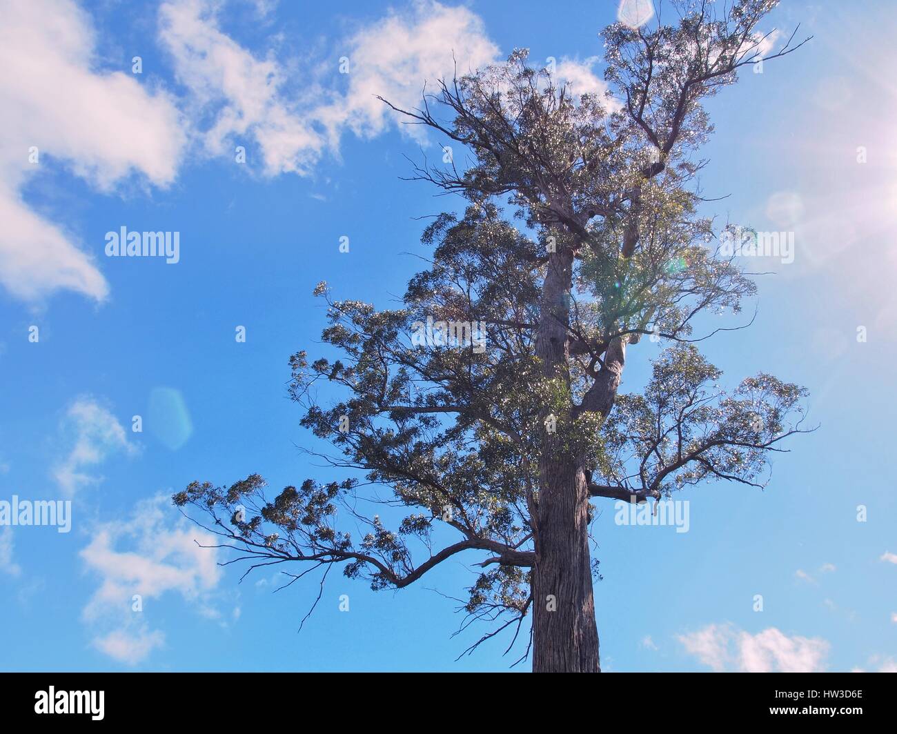 Un vecchio albero contro il cielo Foto Stock