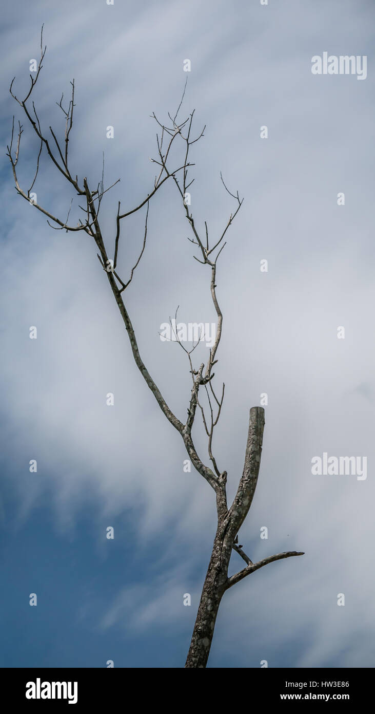 Il vecchio e completamente albero secco crescente contro il cielo blu Foto Stock
