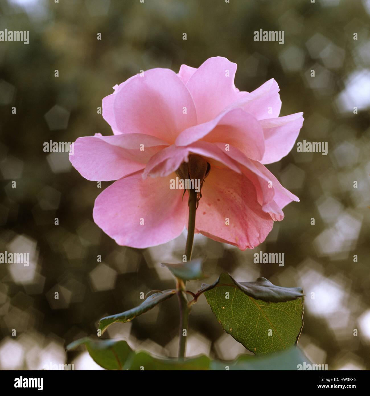 Fiore rosa. Foto Stock