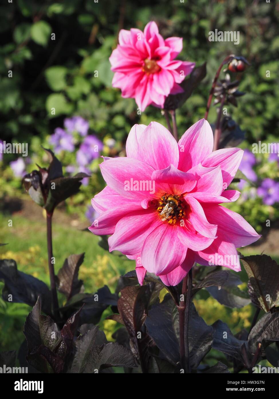 Bumble Bee nel centro di un rosa luminoso Dahlia Fiore a Chenies Manor sunken garden, Buckinghamshire in agosto. Foto Stock