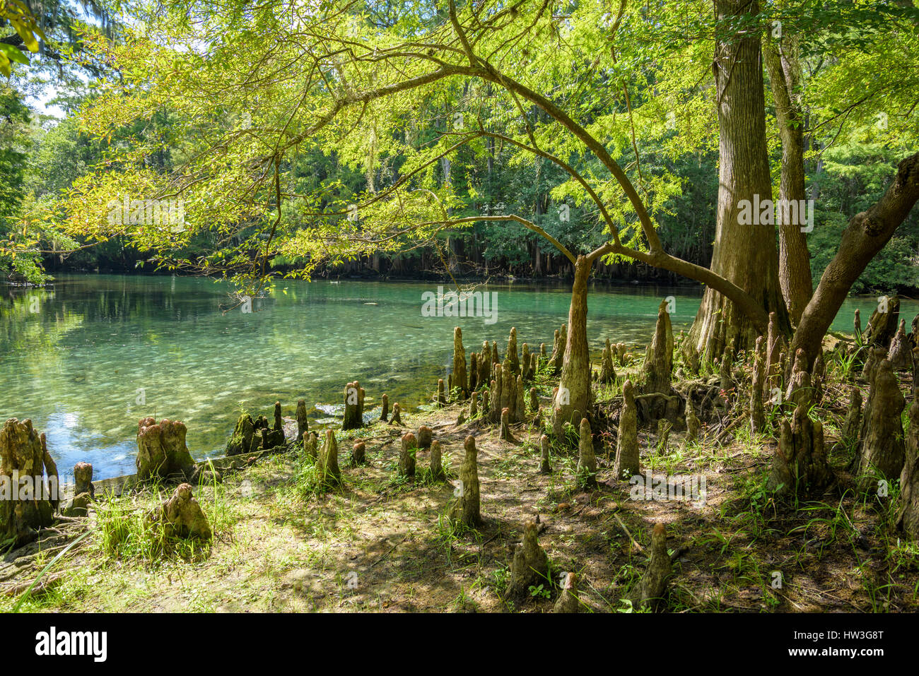 Cypress ginocchia linea la banca di fiume a Manatee Springs State Park Foto Stock