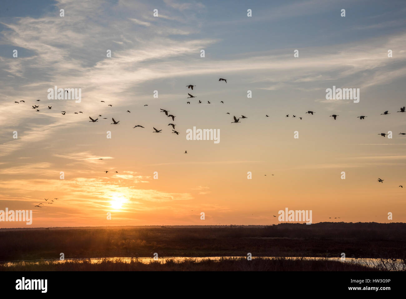 Svernamento Sandhill gru in volo su Paynes Prairie State Park, Florida Foto Stock