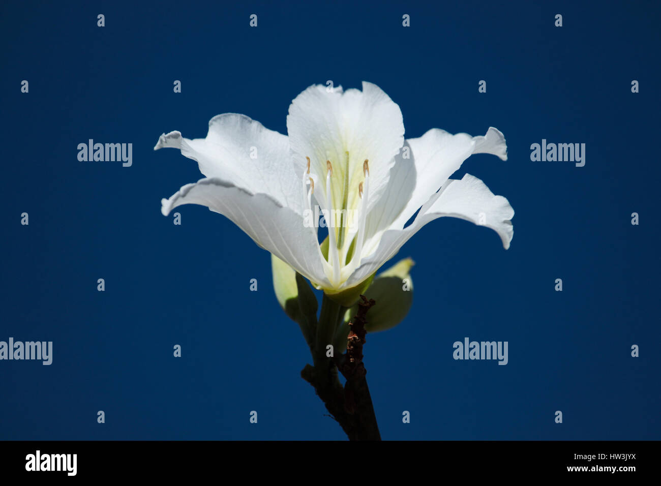 Il fiore bianco del Bauhinia variegata " Candida " nel cielo blu. Brasilia DF, Brasile. Foto Stock