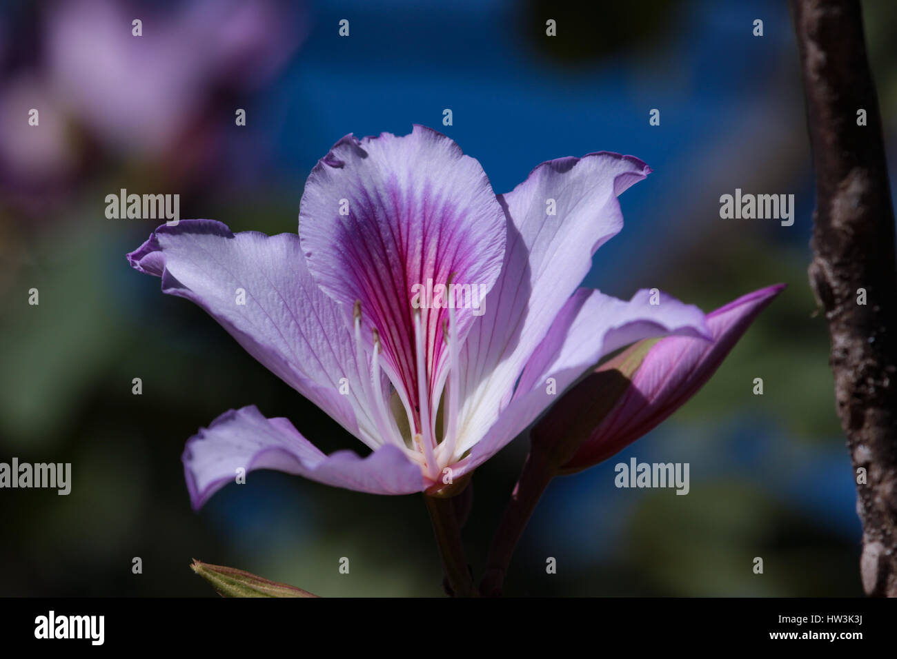 Bauhinia blakeana comunemente chiamato Hong Kong Orchid Tree Foto Stock