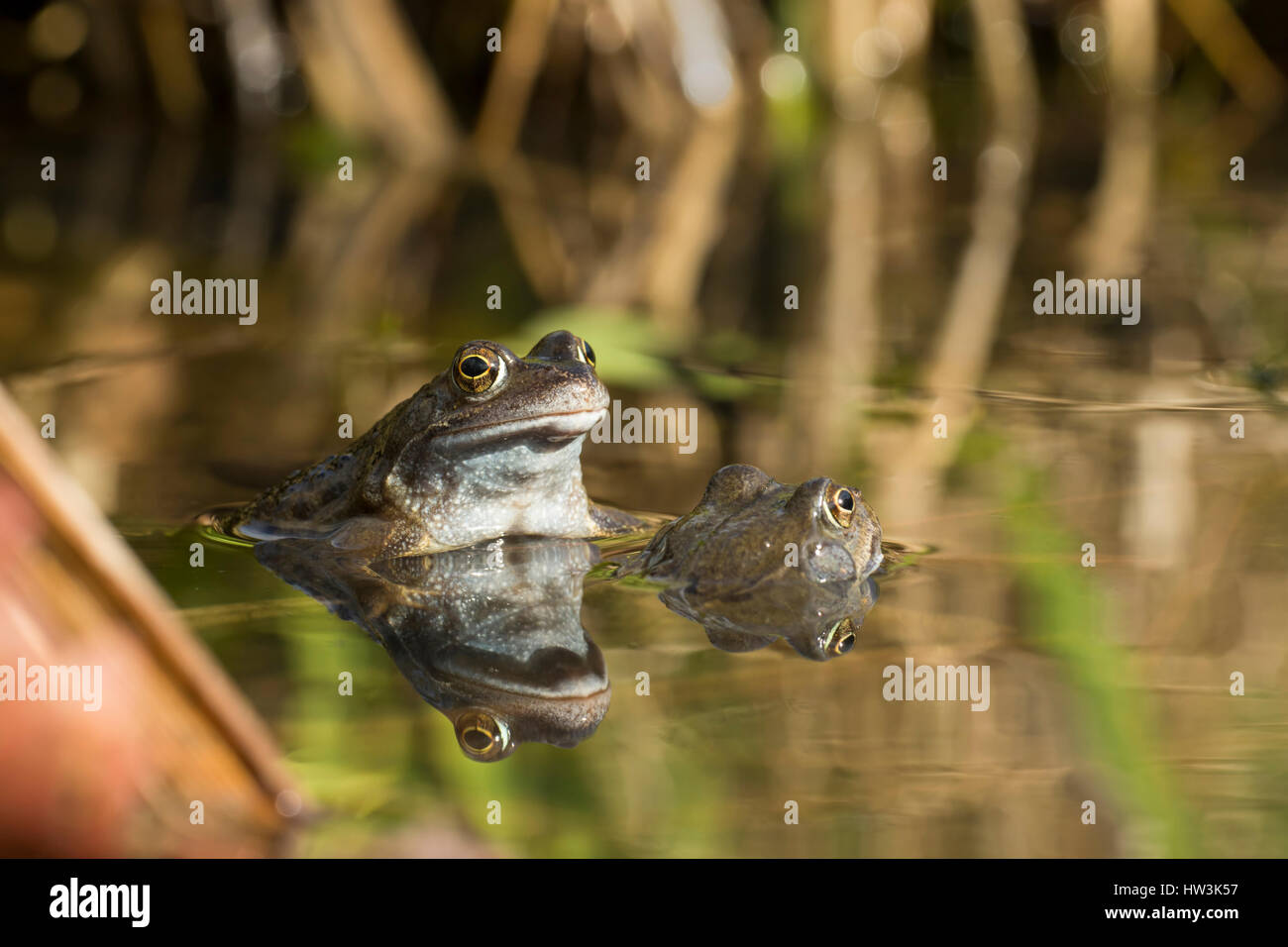 Una coppia di rane comuni (Rana temporaria) nel laghetto in giardino durante la stagione riproduttiva, Hastings, East Sussex, Regno Unito Foto Stock