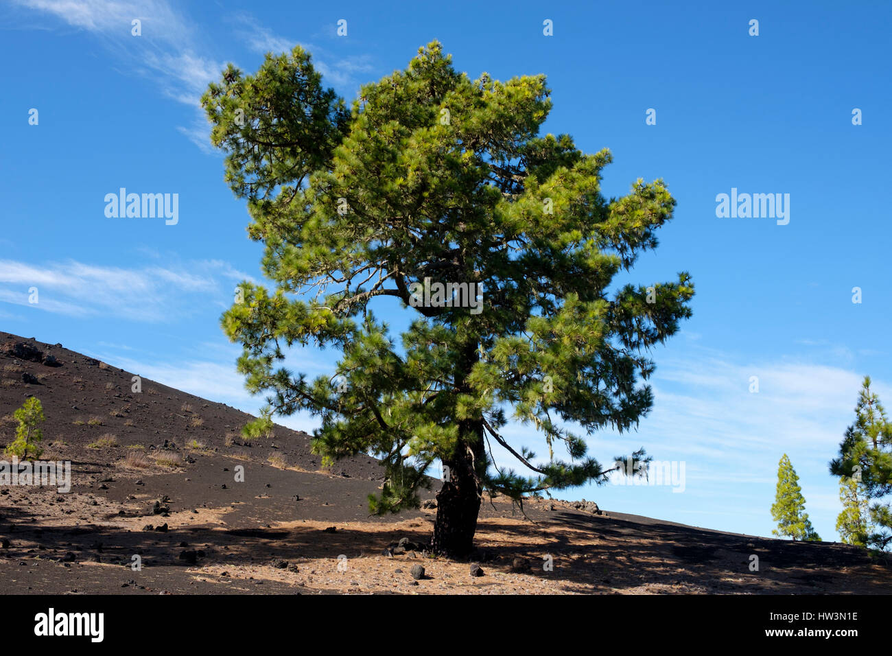 Isola Canarie pine (Pinus canariensis), paesaggio di lava Montaña Negra a El Tanque, Tenerife, Isole Canarie, Spagna Foto Stock