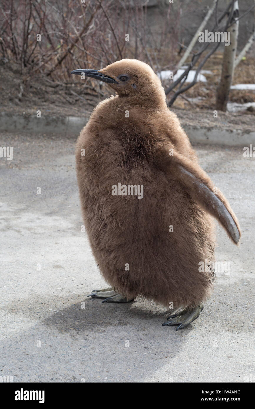 Calgary, Canada. 17 marzo 2017. La fine dell'inverno è segnata dall'ultimo fine settimana di walkabout dei pinguini del re per la stagione allo Zoo di Calgary. I pinguini che in inverno scelgono di partecipare al giro giornaliero attraverso i giardini dello zoo sono accompagnati da custodi e ricevono una ricompensa quando vengono fatti. Edward, il più giovane cazzo di pinguini del re dello zoo, ha schiusa il 6 agosto 2016 ed è chiamato dopo il re Edoardo VII Rosanne Tackaberry/Alamy Live News Foto Stock