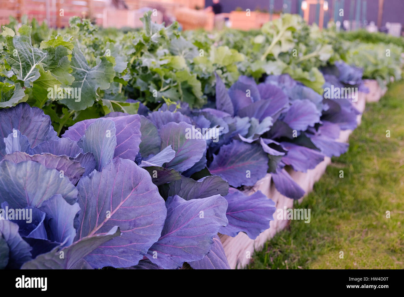 Verde e viola ortaggi in giardino Foto Stock