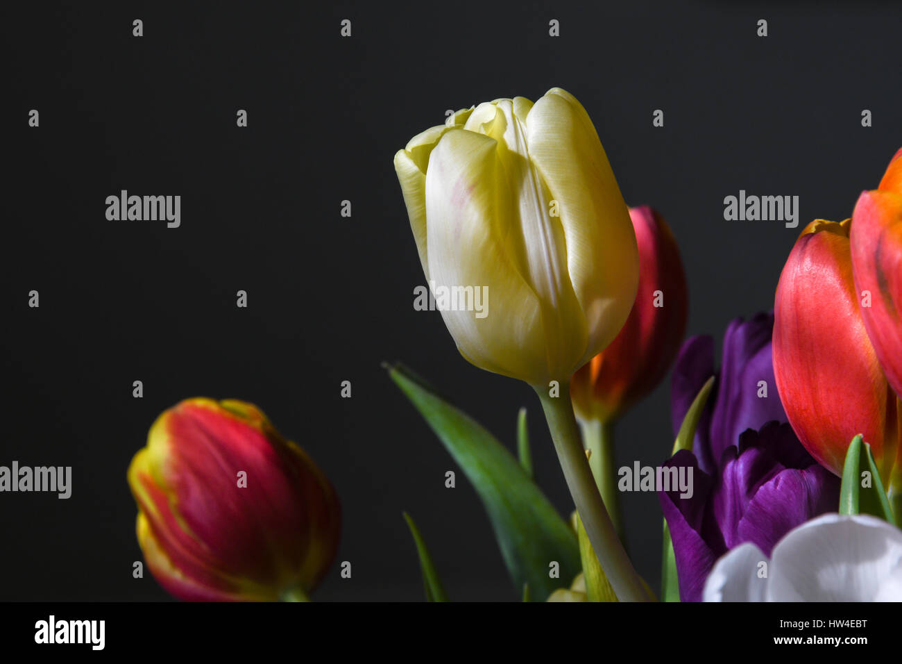 Primo piano di un bellissimo e colorato bouquet di tulipani Foto Stock