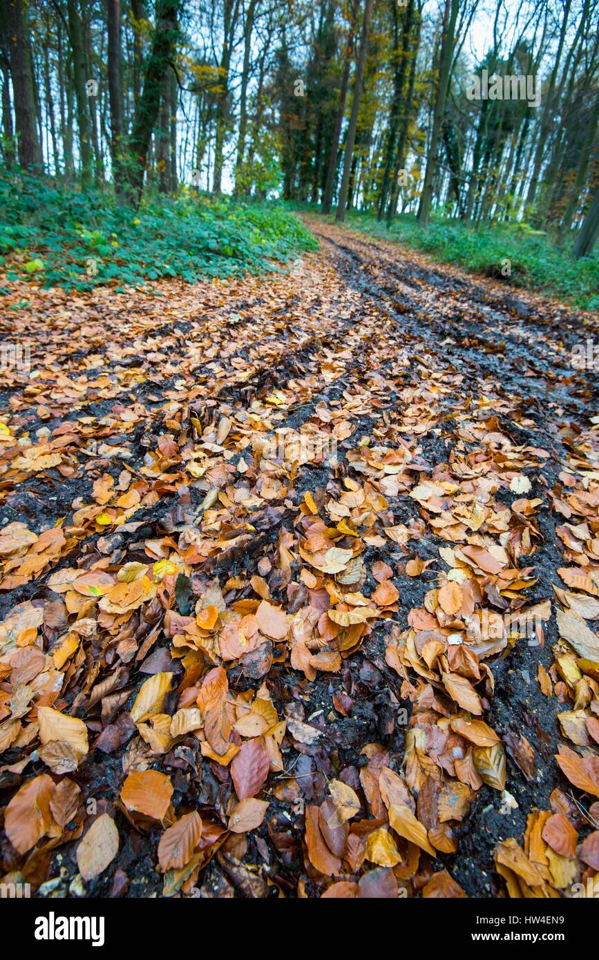 Caduto foglie di faggio in piste fangose. Foto Stock