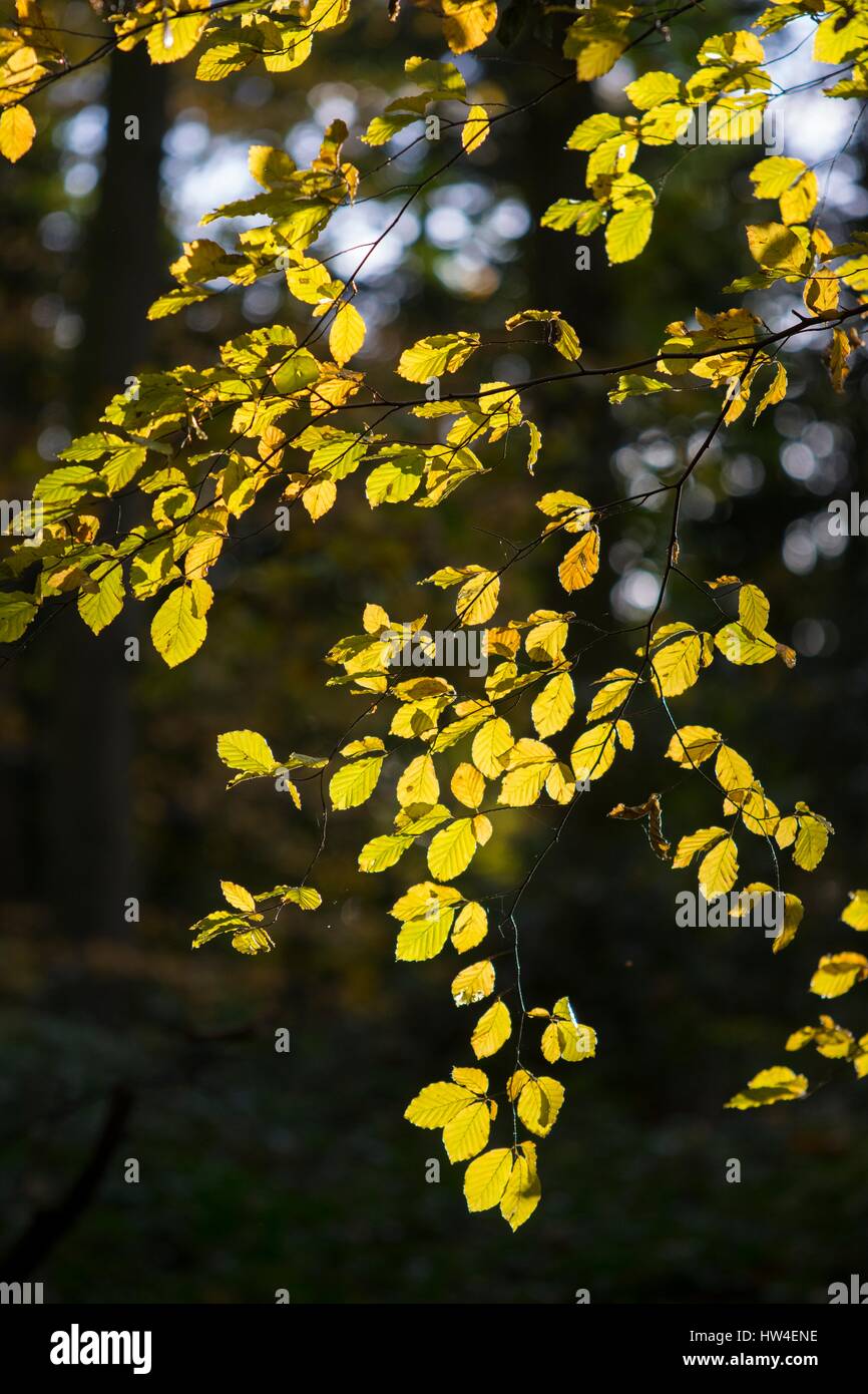 Foglie di faggio retro illuminato in autunno. Foto Stock