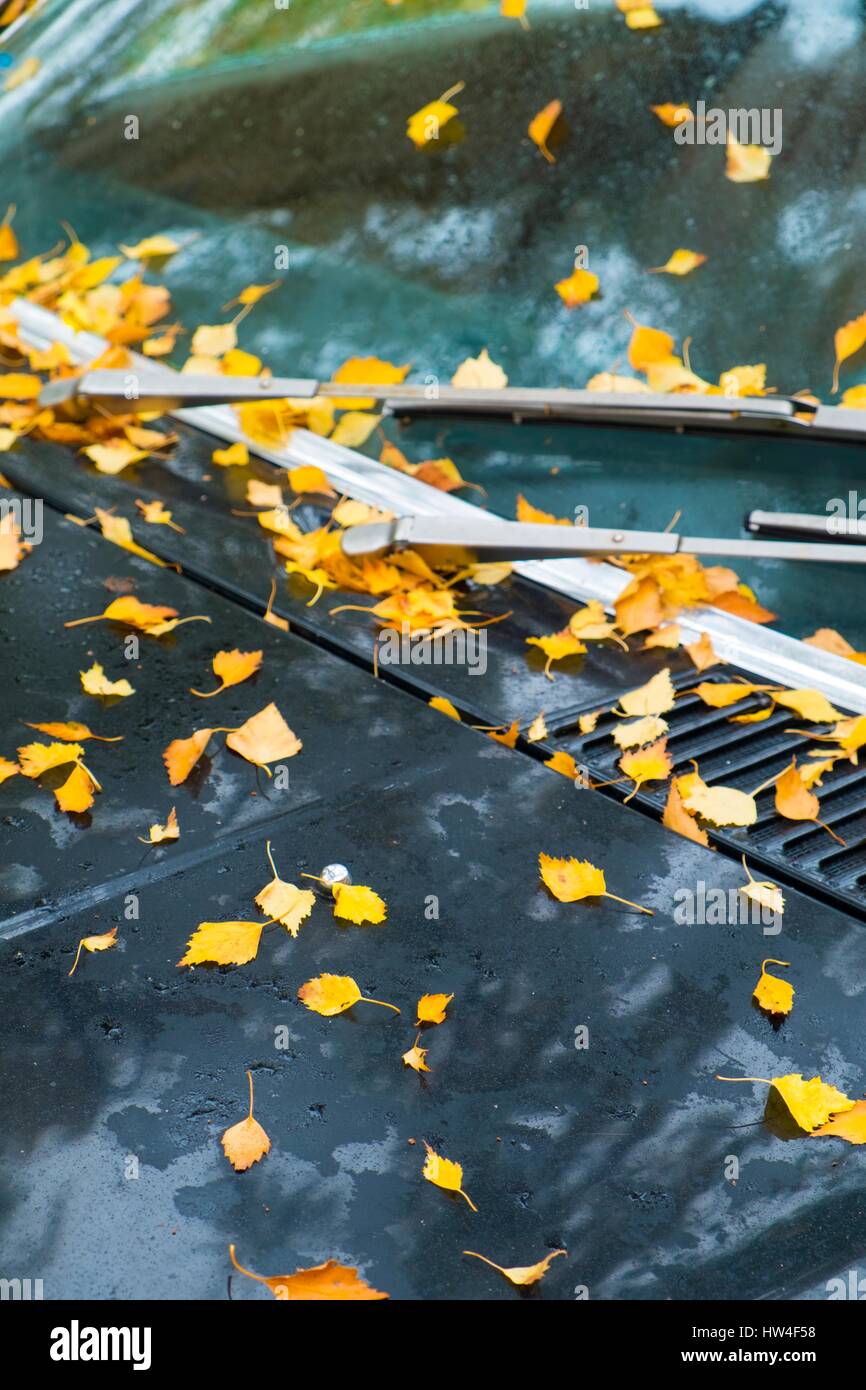 Caduto foglie di betulla sul veicolo Foto Stock