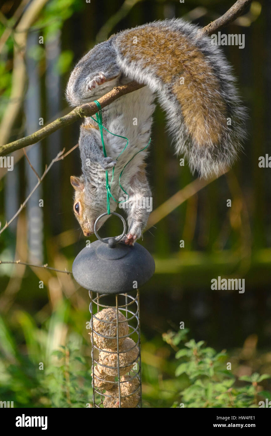 Scoiattolo grigio razzia bird feeder nel giardino suburbano, London, Regno Unito Foto Stock