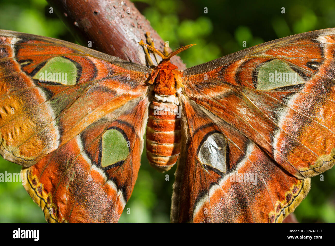 Attacus atlas. Benalmadena parco Butterfly, Costa del Sol, Malaga, Spagna Europa Foto Stock