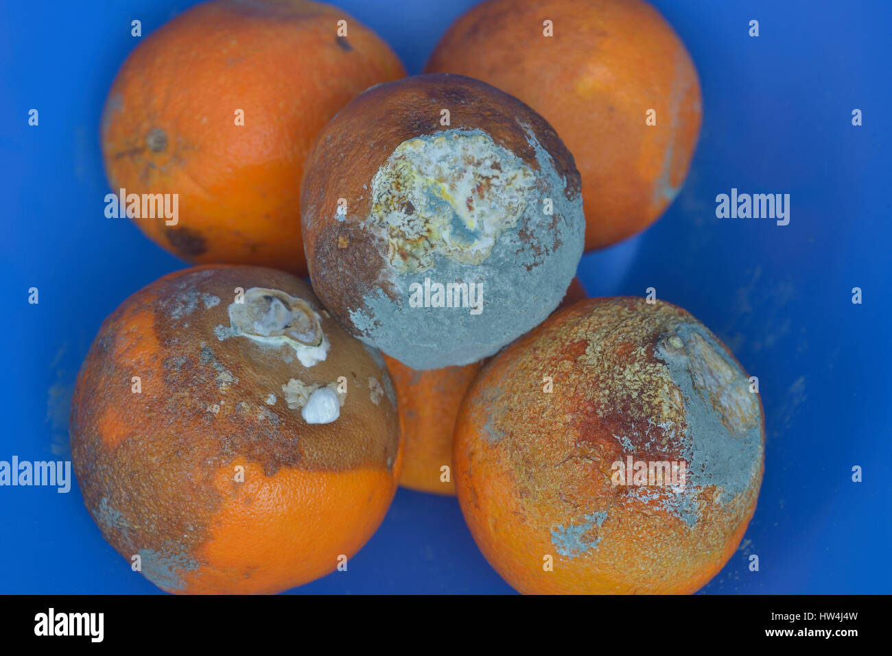 Il marcio arance in una coppa di frutta Foto Stock