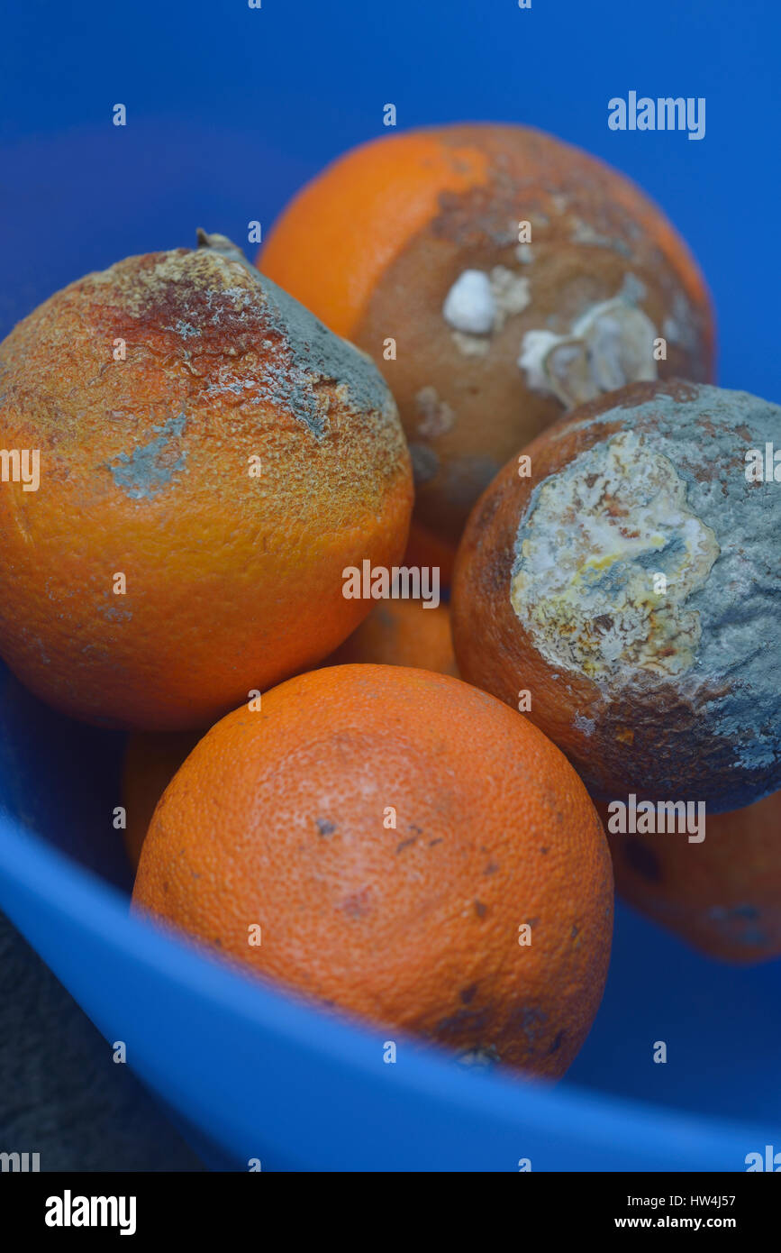 Il marcio arance in una coppa di frutta Foto Stock