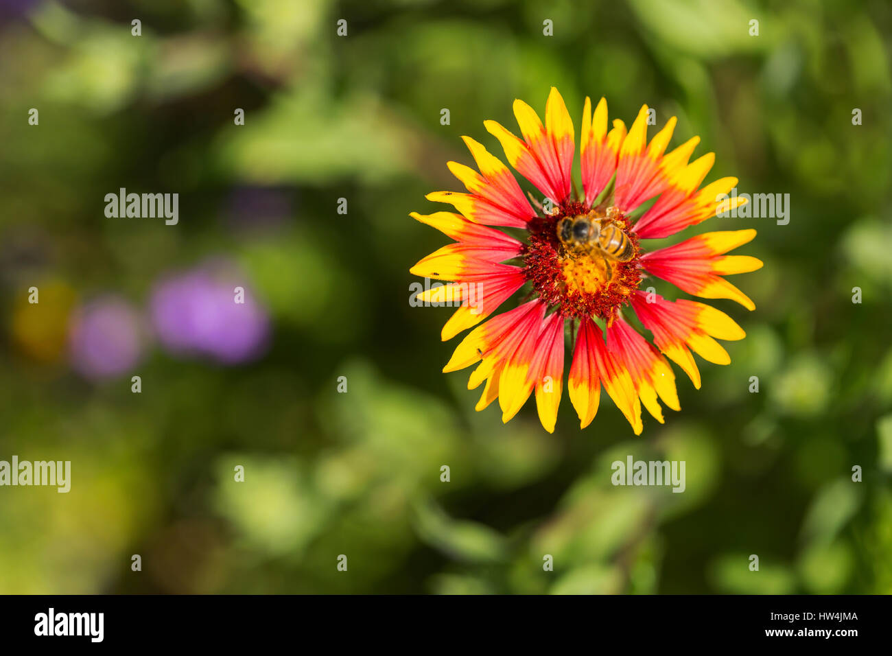 Indian Blanket (Gaillardia pulchella) e di insetto, San Antonio, TX, Stati Uniti d'America Foto Stock