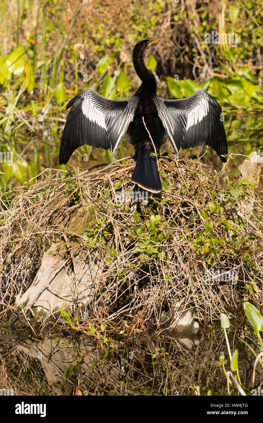 Anhinga (Anhinga anhinga) essiccare le sue ali, Wakulla Springs State Park, FL, Stati Uniti d'America Foto Stock