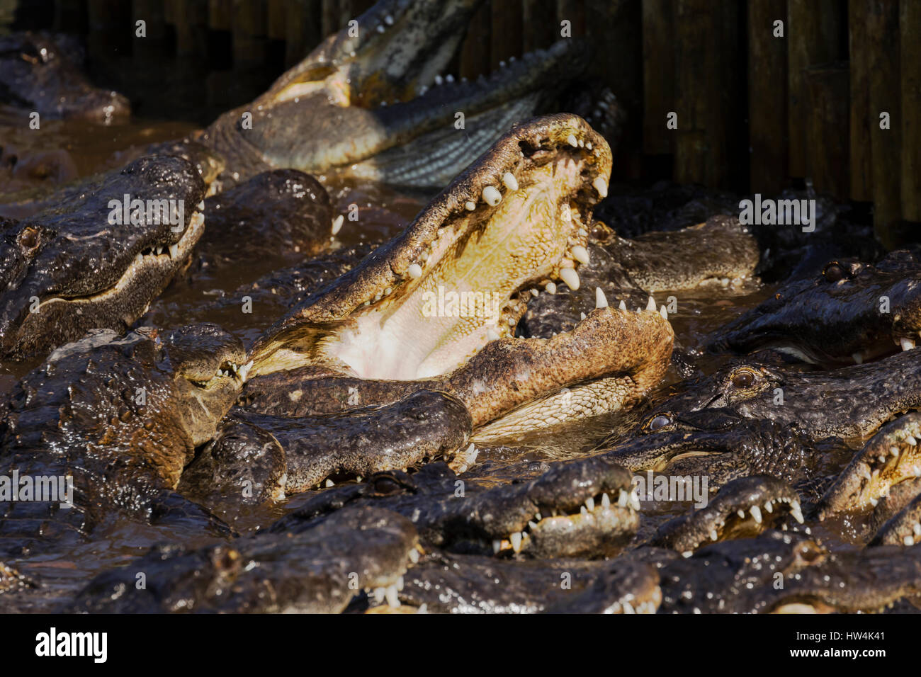 Il coccodrillo americano (Alligator mississippiensis) frenesia, sant Agostino, FL, Stati Uniti d'America Foto Stock